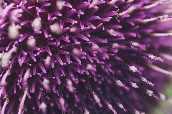Download Close-up of Spring Lilac Violet Flower - Violet Collection