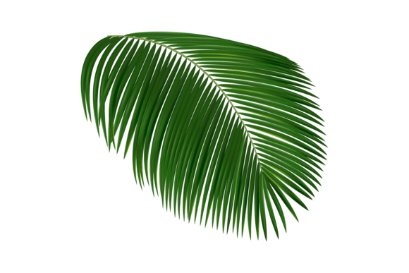 Download Realistic Tropical Leaf. Palm Tree Folia - Tropical Collection