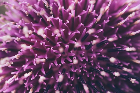 Download Close-up of Spring Lilac Violet Flower - Violet Collection